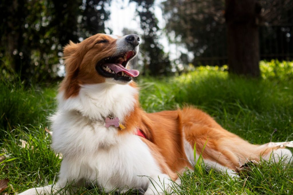 How to Create a Year-Round Parasite Prevention Schedule for Your Dog