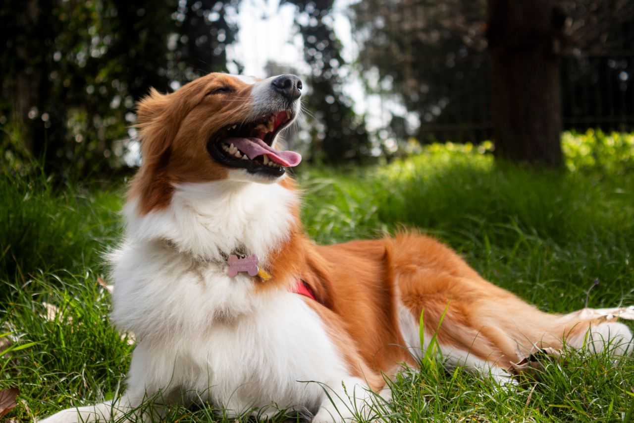 How to Create a Year-Round Parasite Prevention Schedule for Your Dog